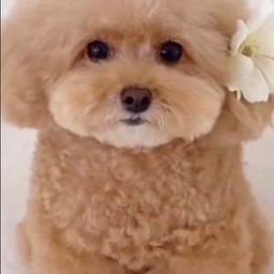 Meet your Posher, Debbie